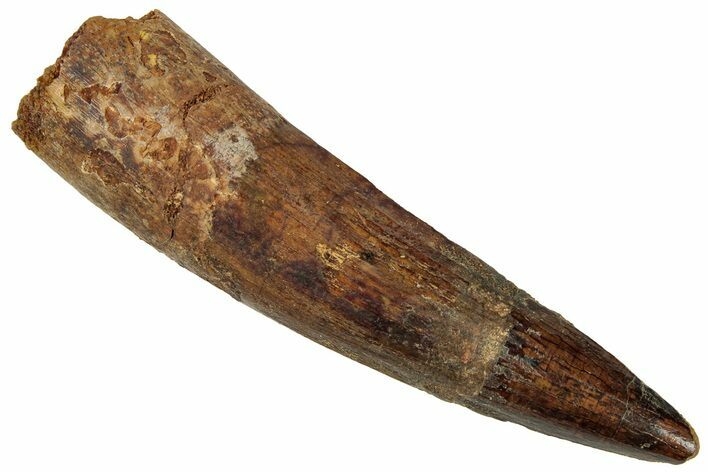 Fossil Spinosaurus Tooth - Real Dinosaur Tooth #324868